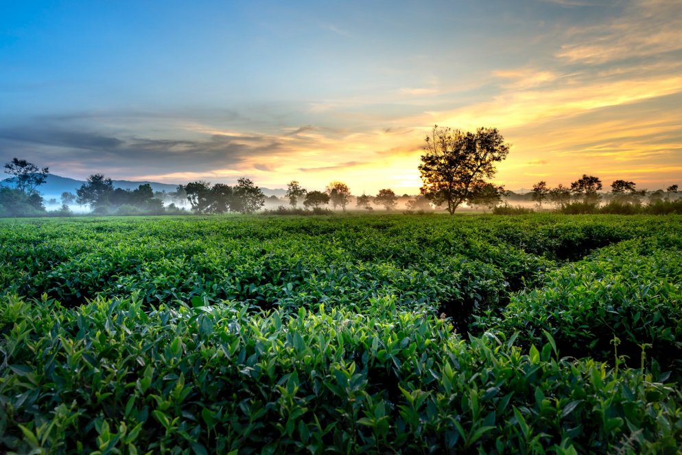 Tea Plantation in Thekkady