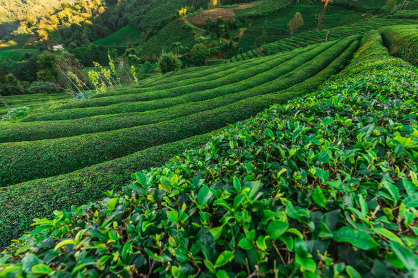 Tea Plantations